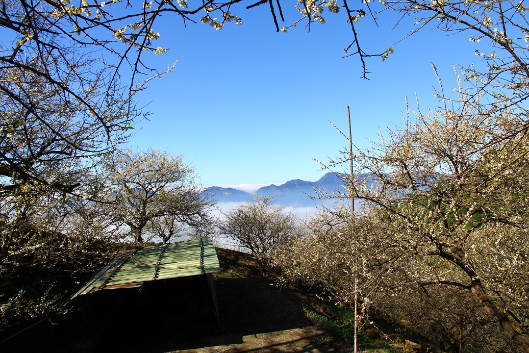 Plum blossom at Meiling during winter is not only a feast for the eyes, but also an ideal place for winter hiking.