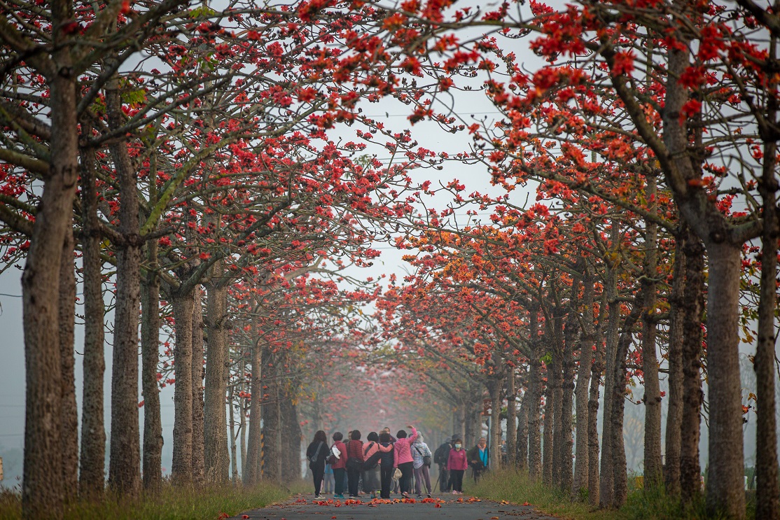 Linchupi Kapok Road was once selected as one of the world’s 15 most beautiful flower trails, with a length of approximately 866.5 meters. 